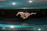 1994 Ford Mustang GT